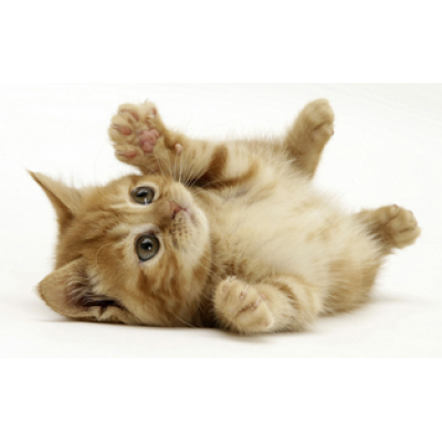 Домашние животные могут помочь контролировать уровень глюкозы у детей с сахарным диабетом